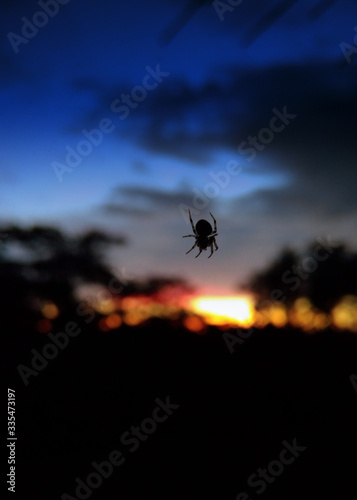 wild insect sunset in background, chittagong, bangladesh