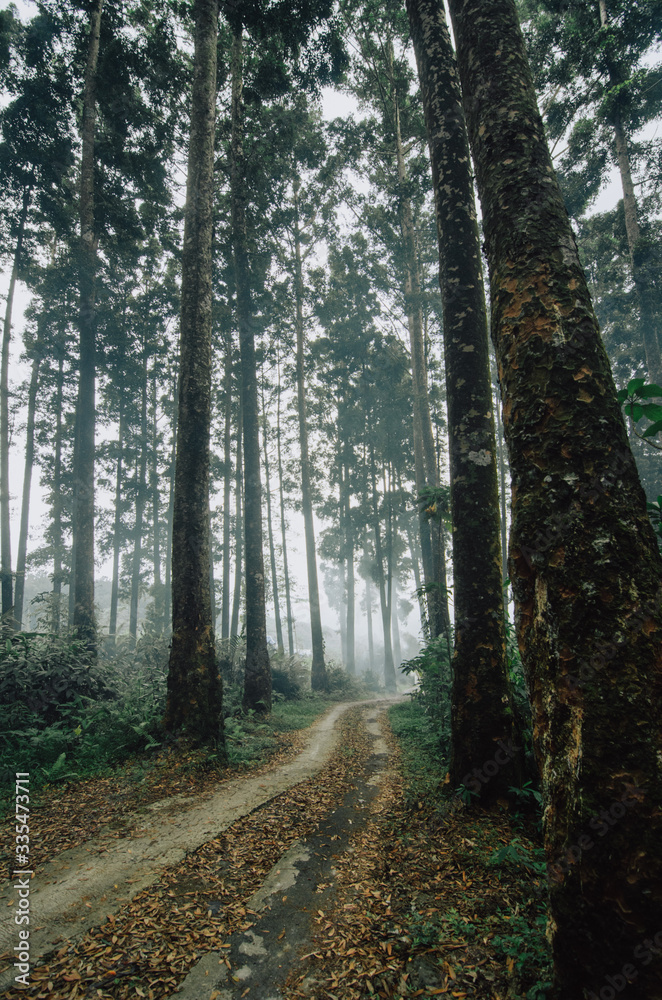 Fototapeta premium foggy forest. Baturaden botanical garden in Central Java 