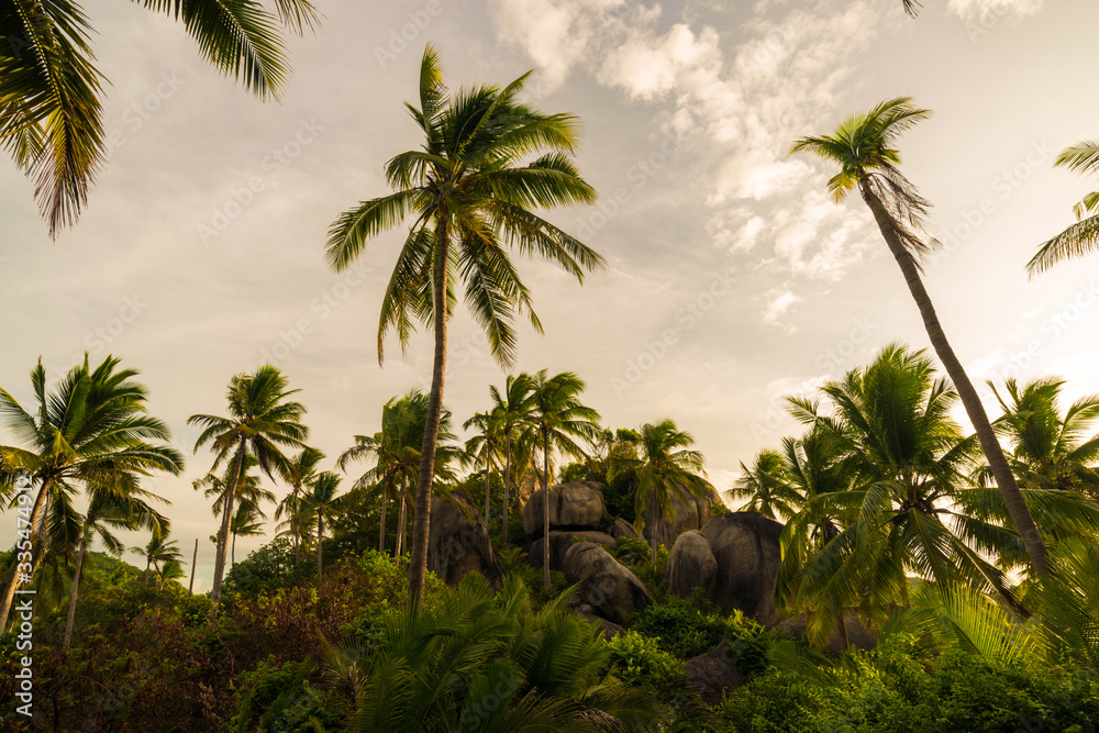Fototapeta premium Coconut tree field morning sky background