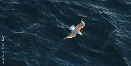 Fotografia, Obraz gull flying over water, view from above