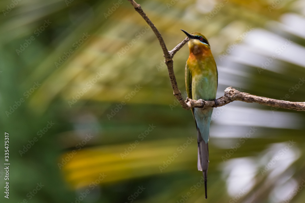 view of a beautiful bird in nature