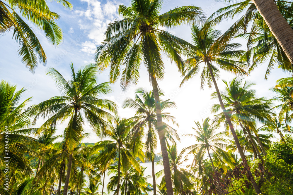 Coconut palm tree forest in island of Koh Tao