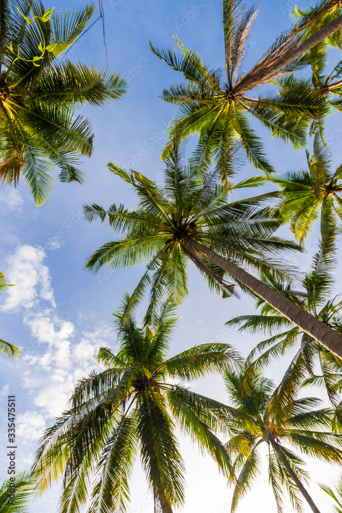 Coconut tree field morning sky background Coconut tree field morning sky background
