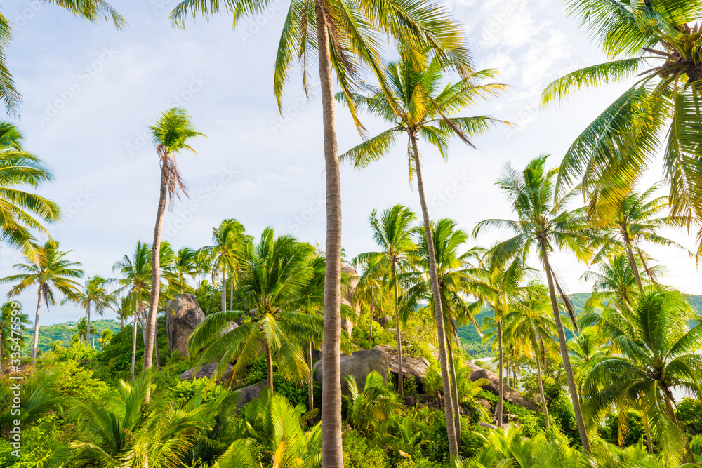Coconut palm tree forest in island of Koh Tao Coconut palm tree forest in island of Koh Tao
