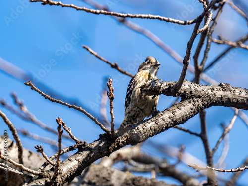 Japanese pygmy woodpecker in a bare tree 18