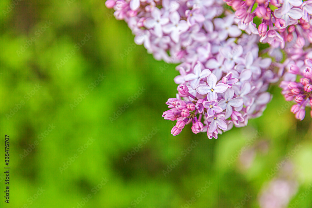 Beautiful smell violet purple lilac blossom flowers in spring time. Close up macro twigs of lilac, selective focus. Inspirational natural floral blooming garden or park. Ecology nature landscape Beautiful smell violet purple lilac blossom flowers in spring time. Close up macro twigs of lilac, selective focus. Inspirational natural floral blooming garden or park. Ecology nature landscape
