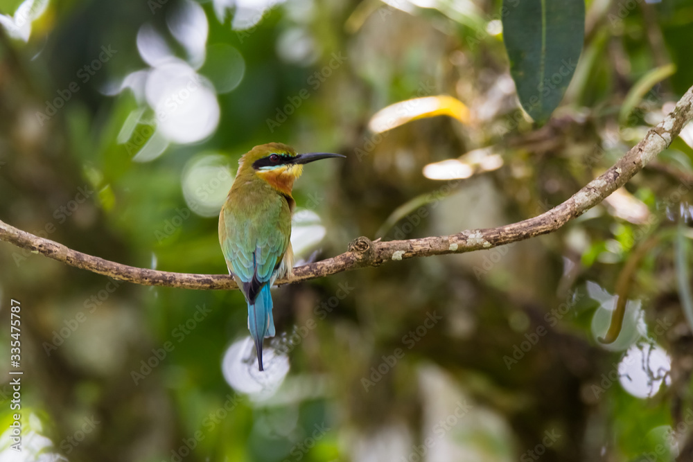 view of a beautiful bird in nature view of a beautiful bird in nature