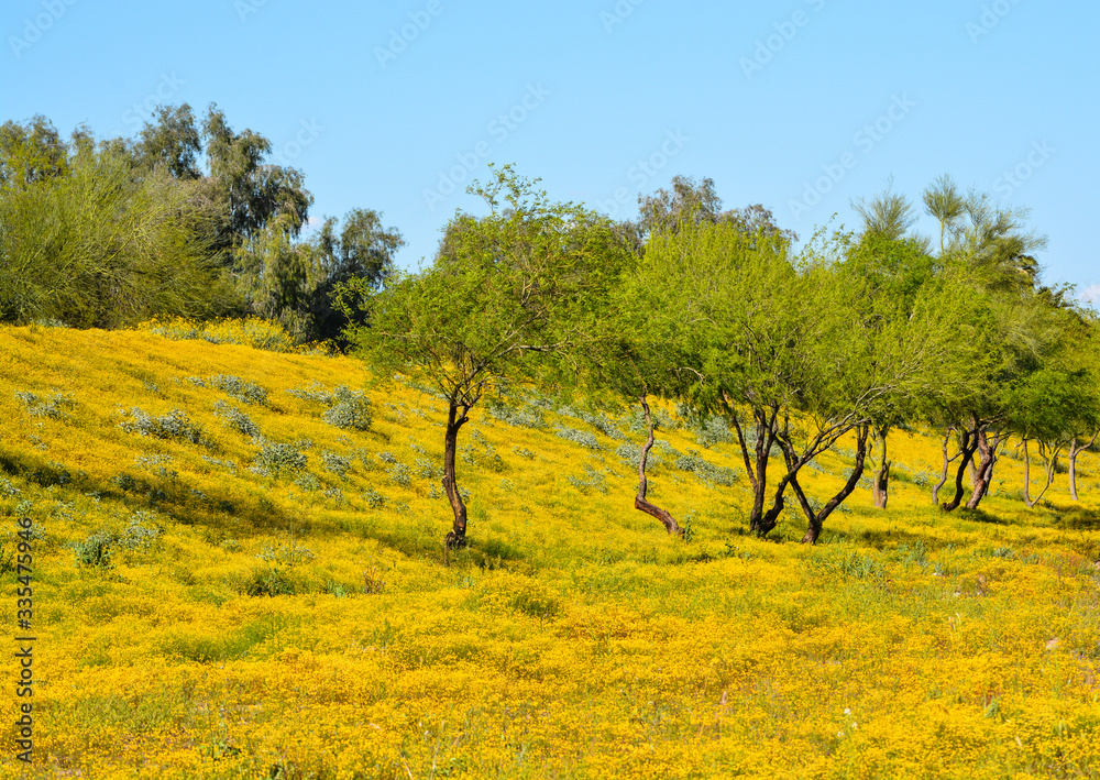 Beautiful Yellow Wildflowers in Skunk Creek Wash and Trail in Glendale, Maricopa County, Arizona USA 