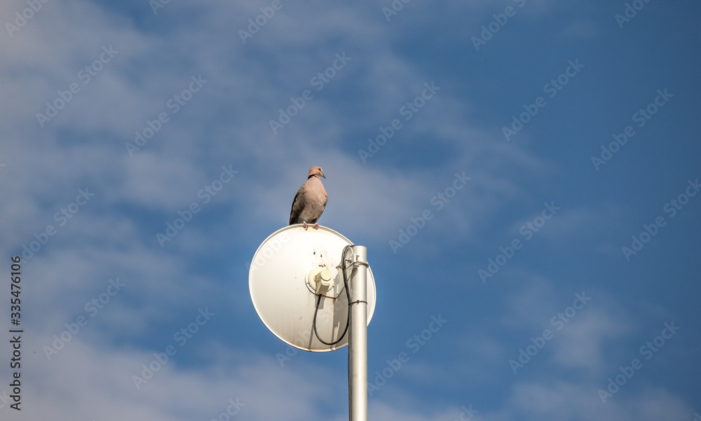 Lone dove perched on a satellite communications dish isolated against a blue sky image in horizontal format Lone dove perched on a satellite communications dish isolated against a blue sky image in horizontal format