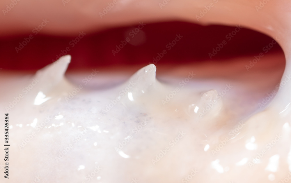 Fototapeta premium Sharp teeth of a trout fish as a background.