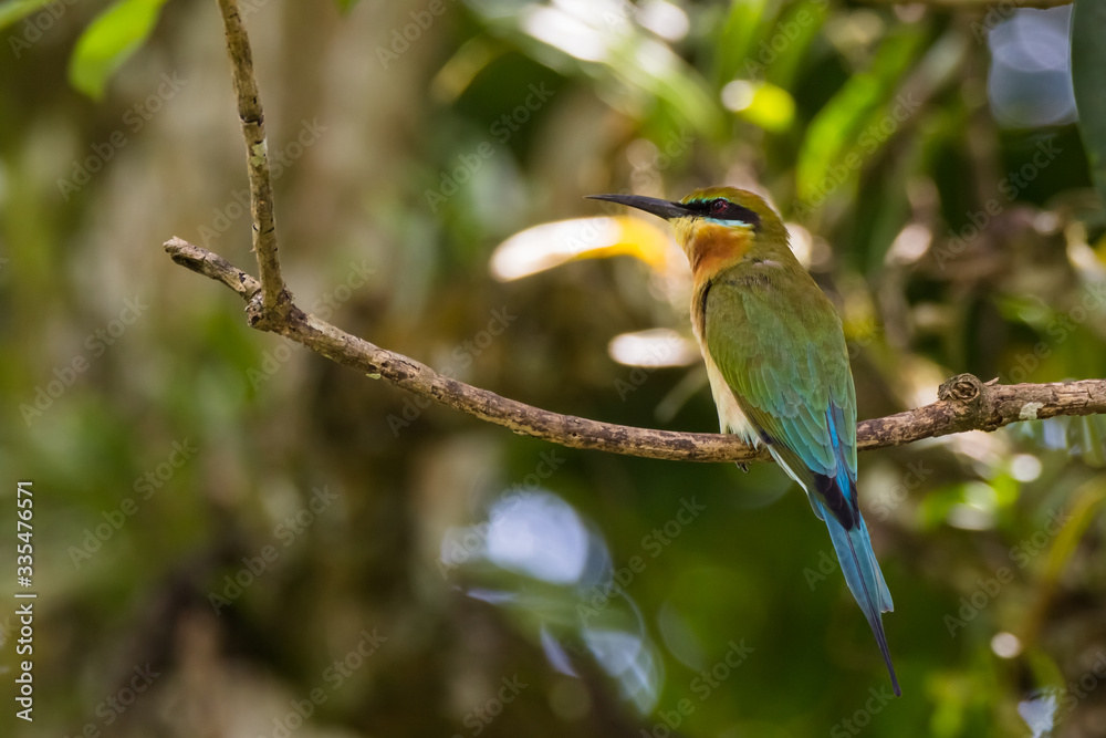 view of a beautiful bird in nature view of a beautiful bird in nature