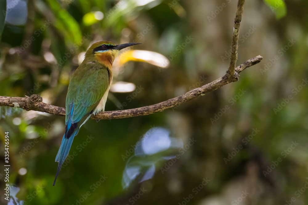 view of a beautiful bird in nature view of a beautiful bird in nature