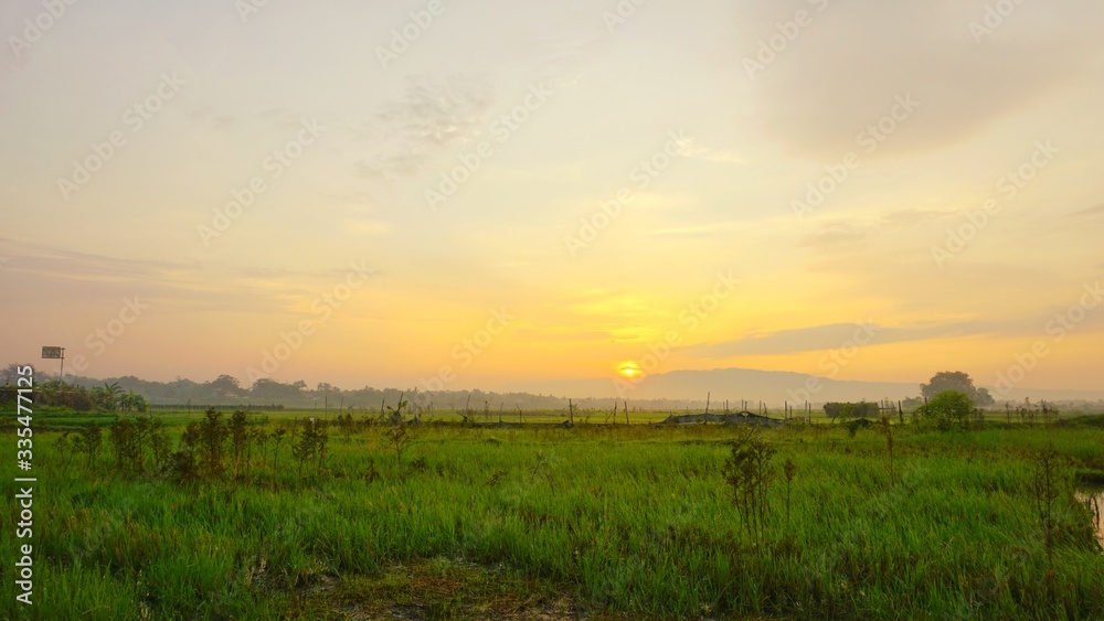 rice field views in the village in the morning