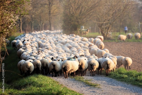 Schafsherde in Freiheit