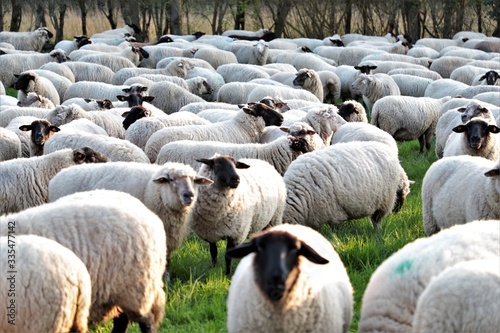 Schafsherde in Freiheit