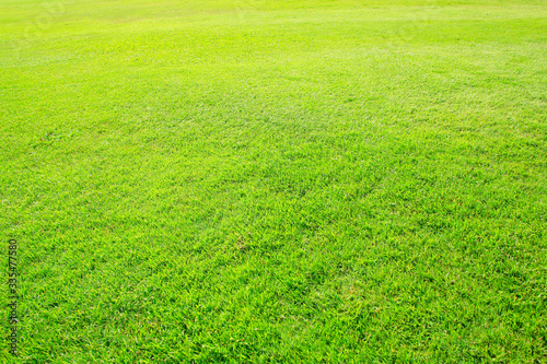 green grass field