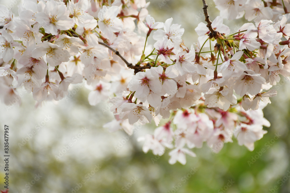 Obraz premium 桜の花 