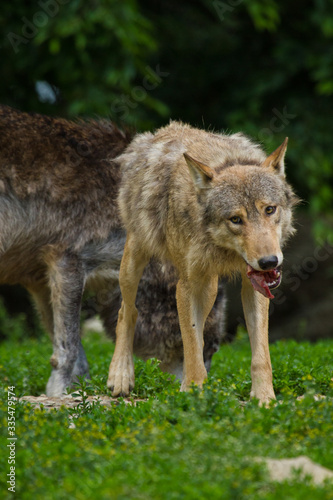 Timberwolf oder Amerikanischer Grauwolf  Canis lupus lycaon 