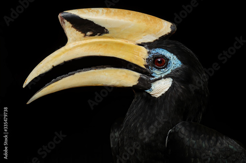 Oriental Pied-hornbill - Anthracoceros albirostris, small beautiful hornbill from Southeast Asian forests and woodlands, Pangkor island, Malaysia.