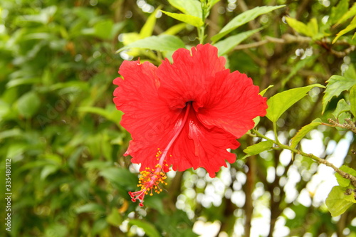 Red hibiscus blooming flower. Nature tropical plant. Phuket  Thailand. Wallpaper and background.