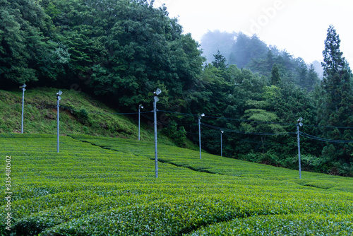 早朝の靄と緑の茶畑