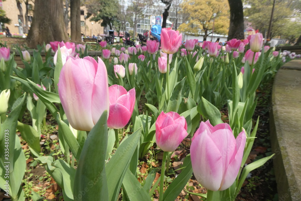 Fototapeta premium Tulip