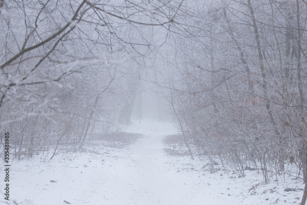 Naklejka premium a small layer of snow in the forest