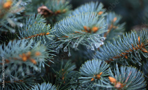 Young decorative blue spruce. Needles of blue spruce close-up. Texture. Natural blurred background. Image.Raindrops on the needles of a tree.