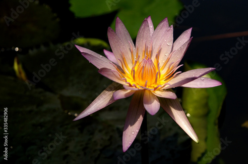 A water lily after the rain