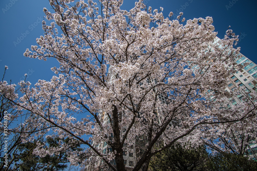 cherryblossoms of early spring season cherryblossoms of early spring season