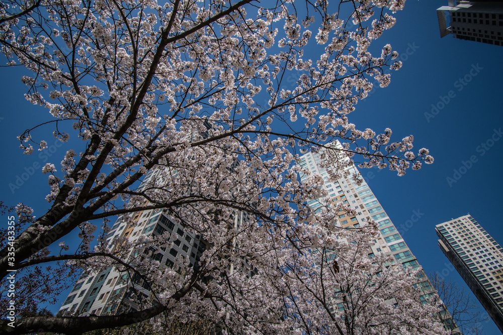 cherryblossoms of early spring season