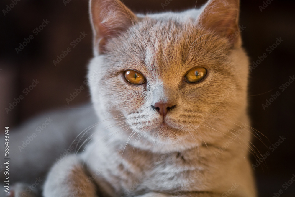  British cat lies on the floor and looks at the camera