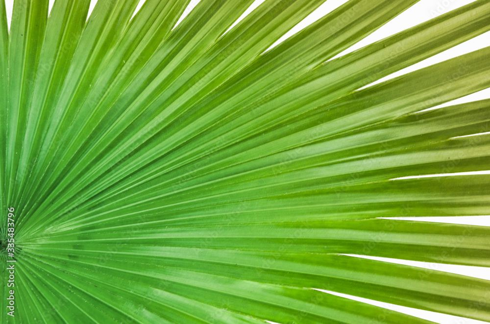 Obraz premium Beautiful green pattern of sugar palm leaf