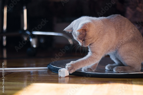 British kitten playing with a toy on the floor