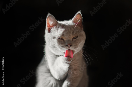 British cat washes on a black background