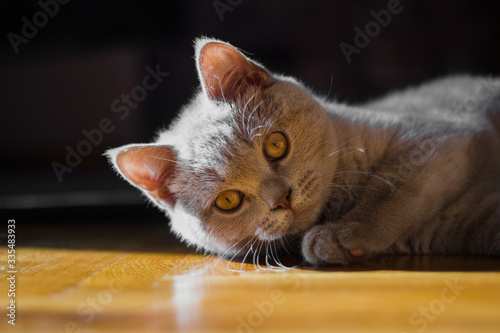  British cat lies on the floor and looks at the camera