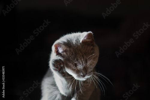 British cat washes on a black background © Mchekina