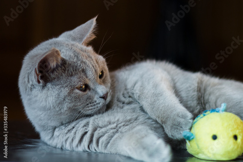 British kitten playing with a toy on the floor
