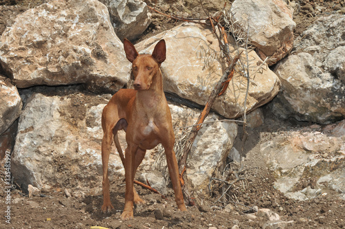 Canarian Podenco warren hound spanish purebred dog in the field photo