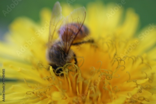 Pszczoła mlecz bee