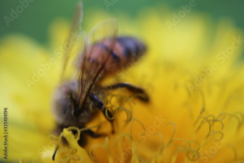 Pszczoła mlecz bee