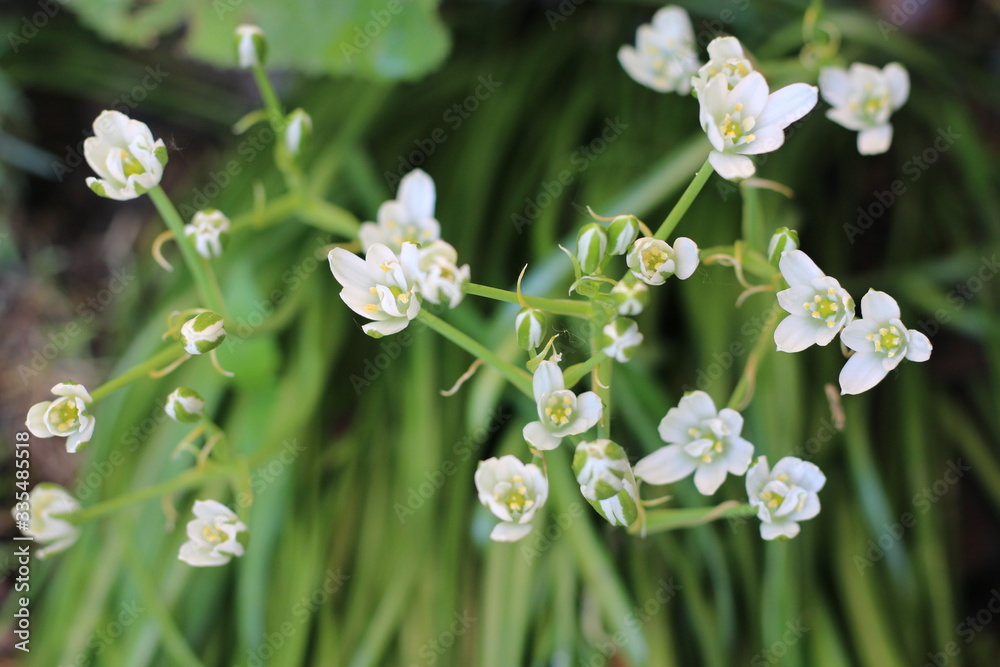 Śniedek baldaszkowaty Ornithogalum umbellatum Śniedek baldaszkowaty Ornithogalum umbellatum