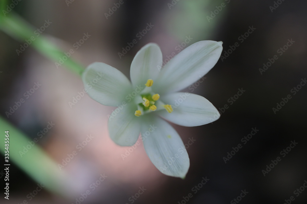 Śniedek baldaszkowaty Ornithogalum umbellatum Śniedek baldaszkowaty Ornithogalum umbellatum