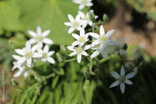   niedek baldaszkowaty Ornithogalum umbellatum