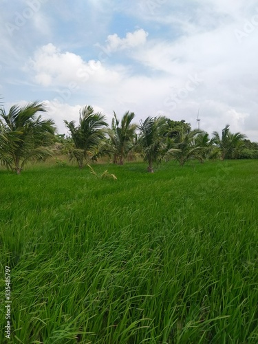 Wallpaper Mural rice field in Tamilnadu Torontodigital.ca