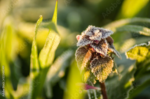 Red dead nettle - Lamium purpureum, covered with morning frost  © caocao191