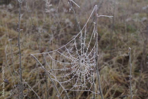 Dew drops cling to a Spider web suspended between Button Grass.