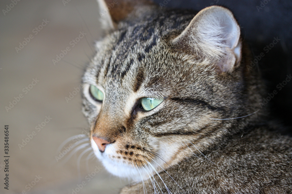 Close up portrait of a cat