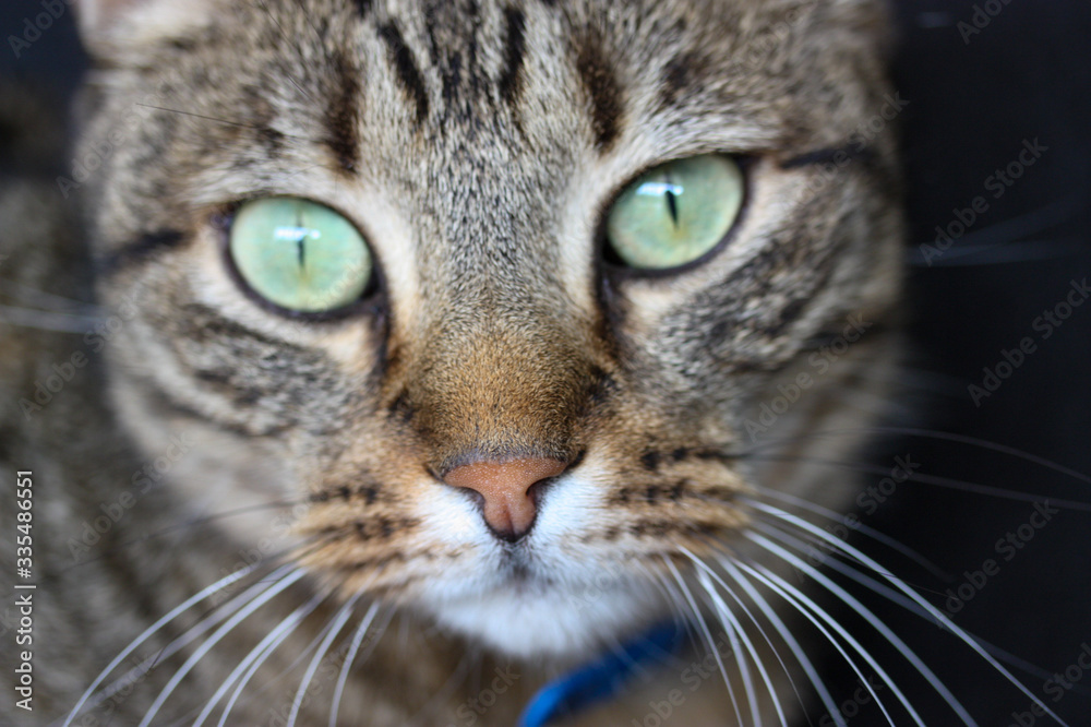 Portrait of a cat Portrait of a cat