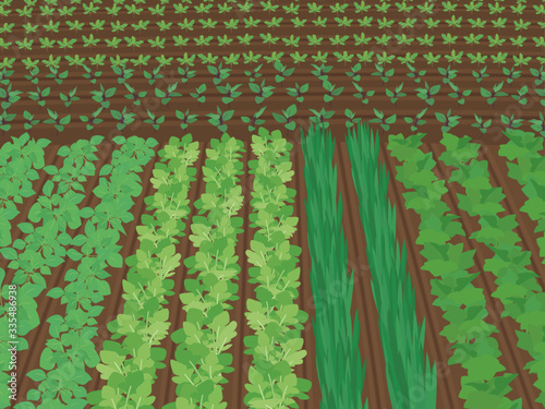 畑に植えた苗の風景イラスト